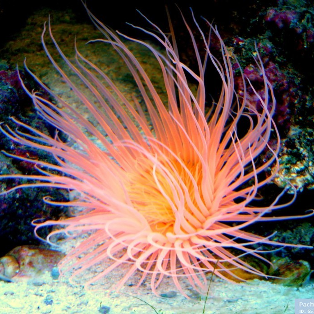 Cerianthus Coloured 1