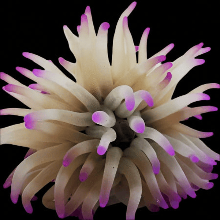 Condylactis sp. (Anémona Caribenha / Caribbean Anemone) 1