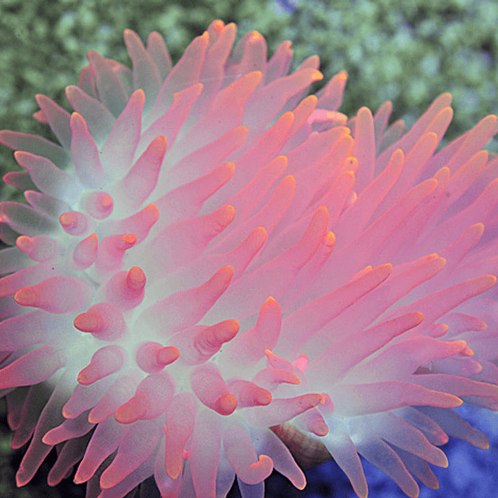 Entacmaea Quadricolor (Pink) Ultra 2