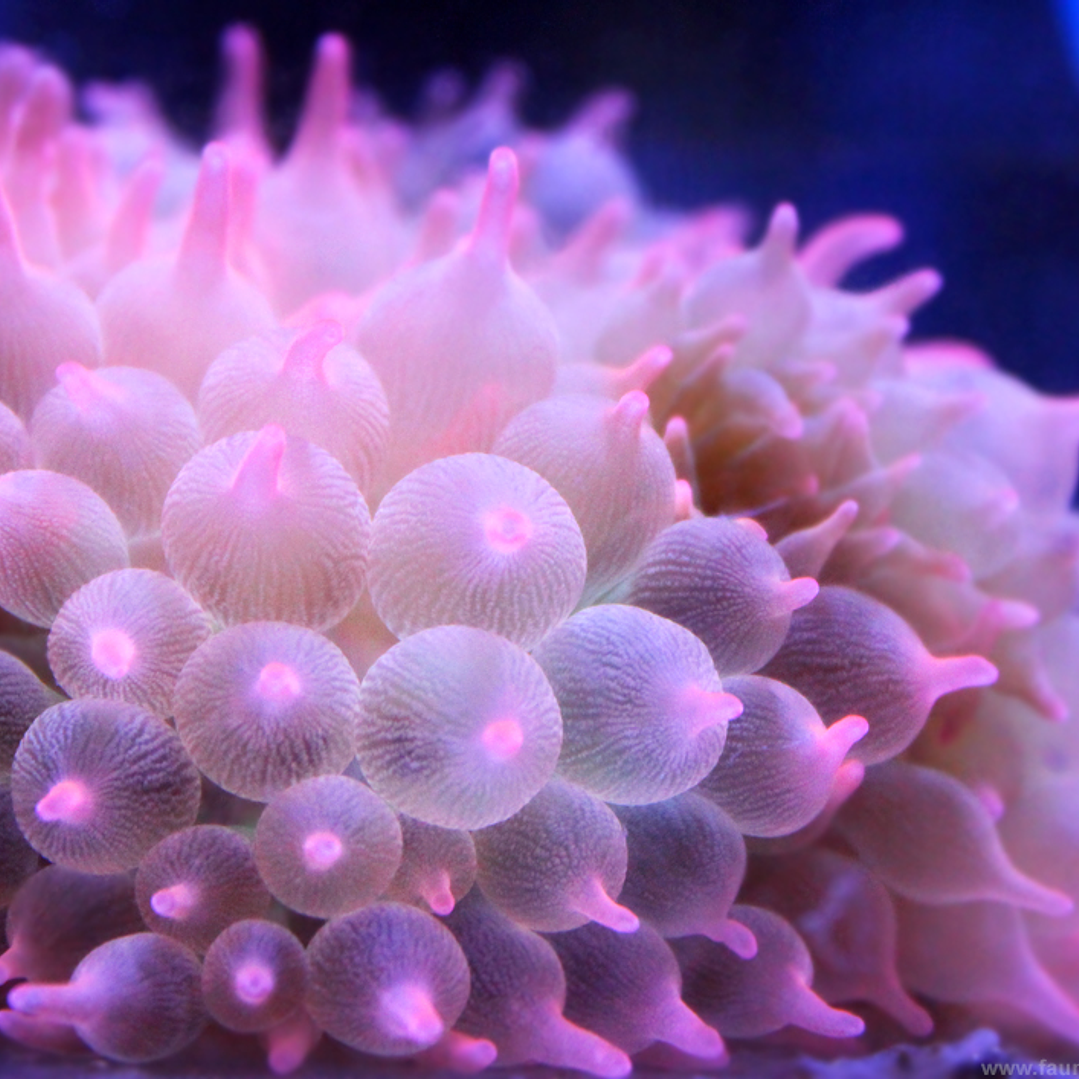 Entacmaea Quadricolor (Pink) Ultra 1