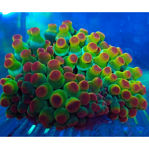 Entacmaea Quadricolor Green Pink/Yellow