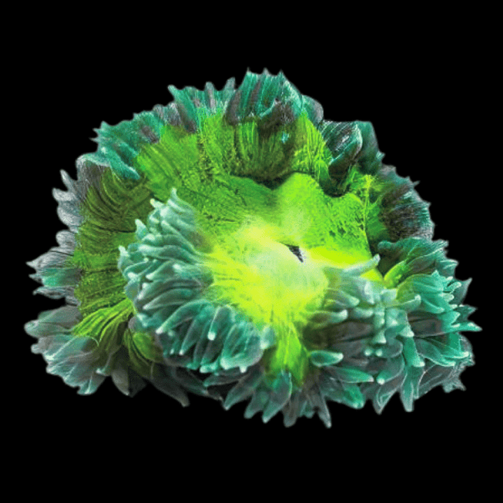 Epicystis Crucifer (Rock Flower) 3