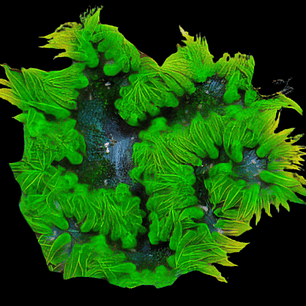 Epicystis Crucifer (Rock Flower)