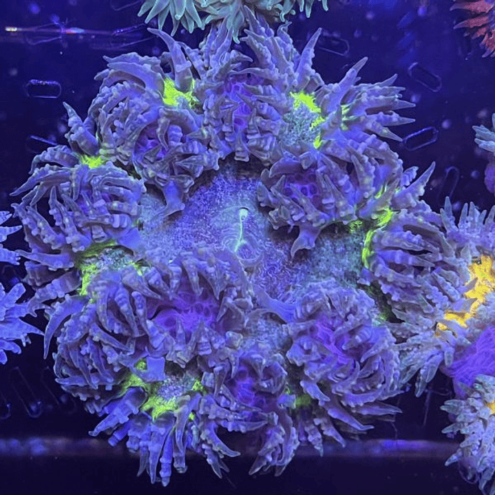 Epicystis Crucifer (Ultra) 1