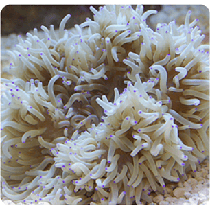 Heteractis Crispa White