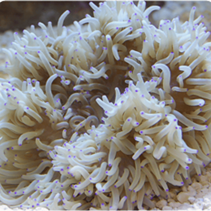 Heteractis Crispa White 1