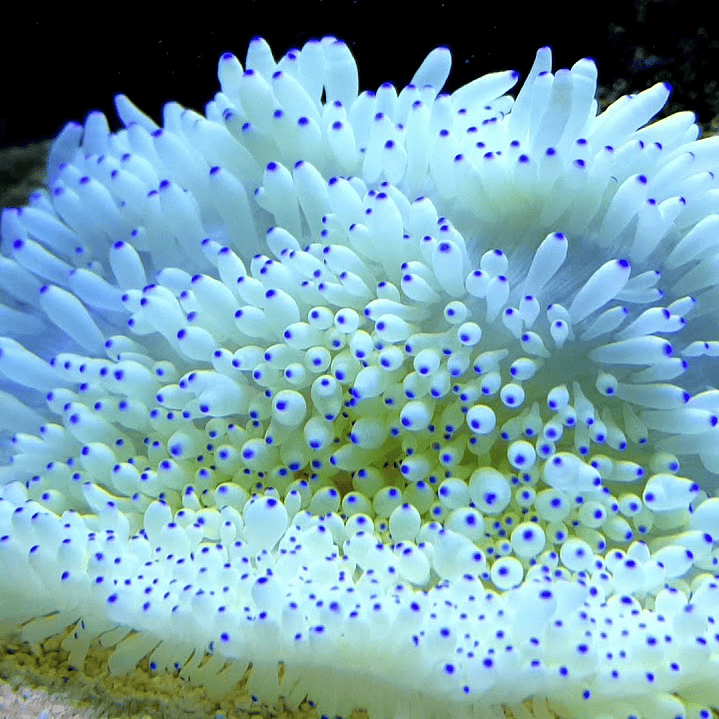 Heteractis Crispa Yellow Blue / White Blue Ultra 2