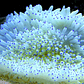 Heteractis Crispa Yellow Blue / White Blue Ultra - Thumbnail 2