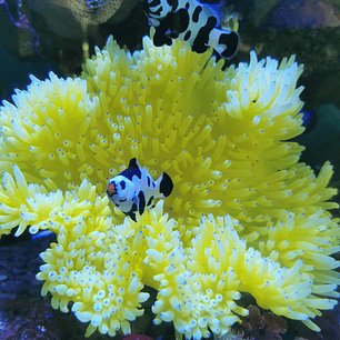 Heteractis Crispa Yellow Blue / White Blue Ultra