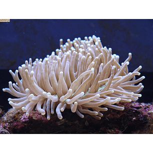 Heteractis Magnifica