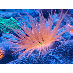 Pachycerianthus ( Cerianthus ) Red/Green Ultra