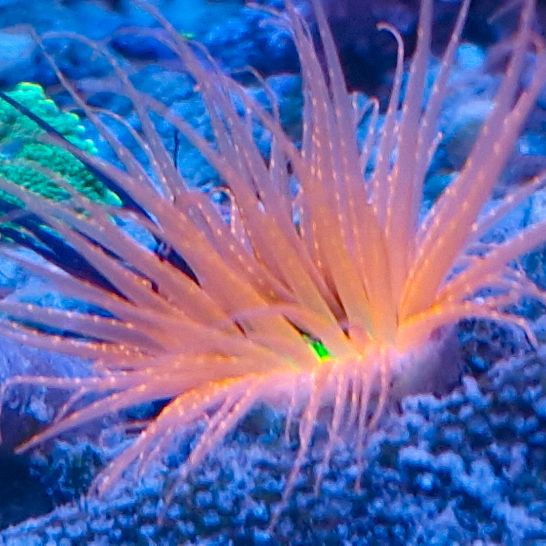 Pachycerianthus ( Cerianthus ) Red/Green Ultra 1