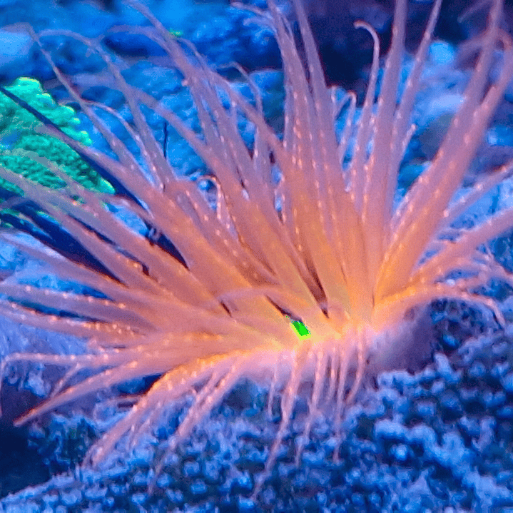 Pachycerianthus ( Cerianthus ) Red/Green Ultra 1