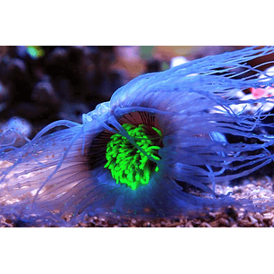 Pachycerianthus ( Cerianthus ) ultra