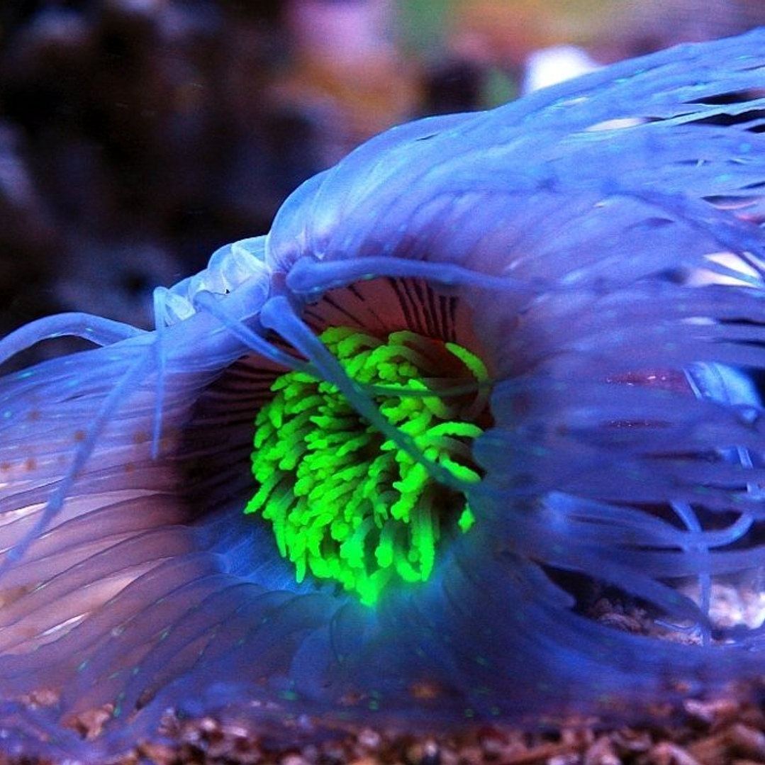 Pachycerianthus ( Cerianthus ) ultra 1