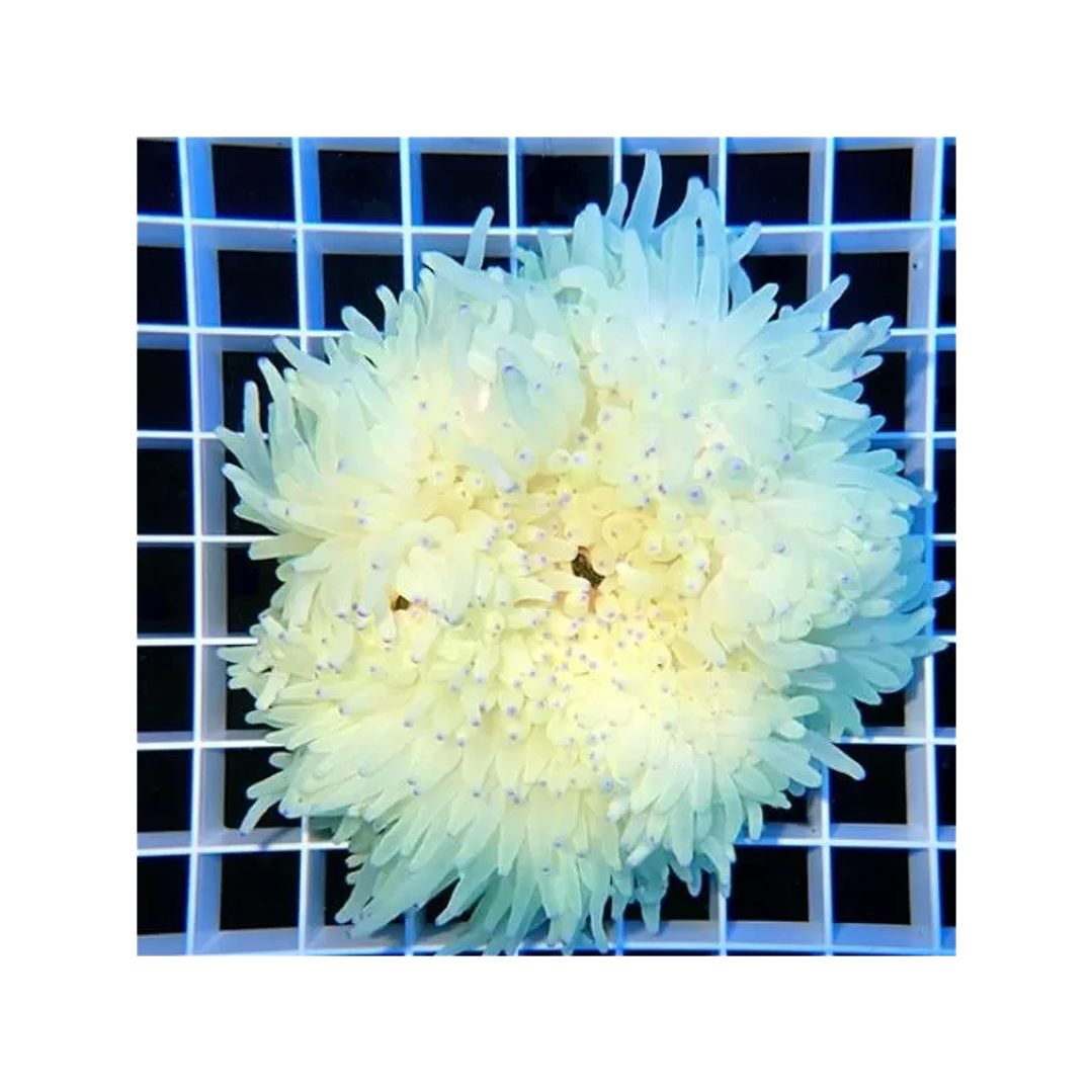 Pio Pio Anemona Ultra Yellow Heteractis 3