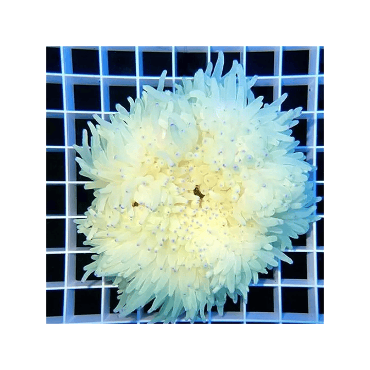 Pio Pio Anemona Ultra Yellow Heteractis 3