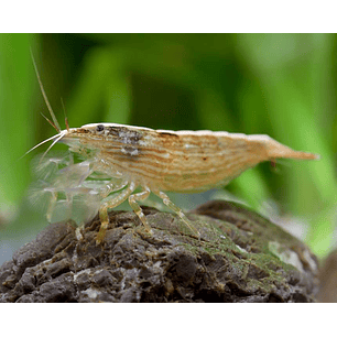 Atyopsis Moluccensis ( Camarão Madeira )