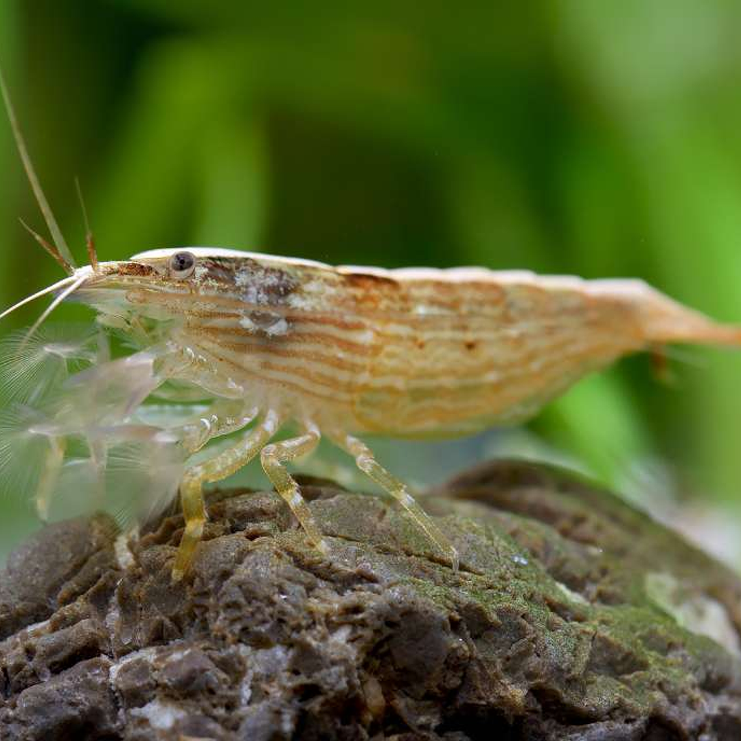 Atyopsis Moluccensis ( Camarão Madeira ) 1