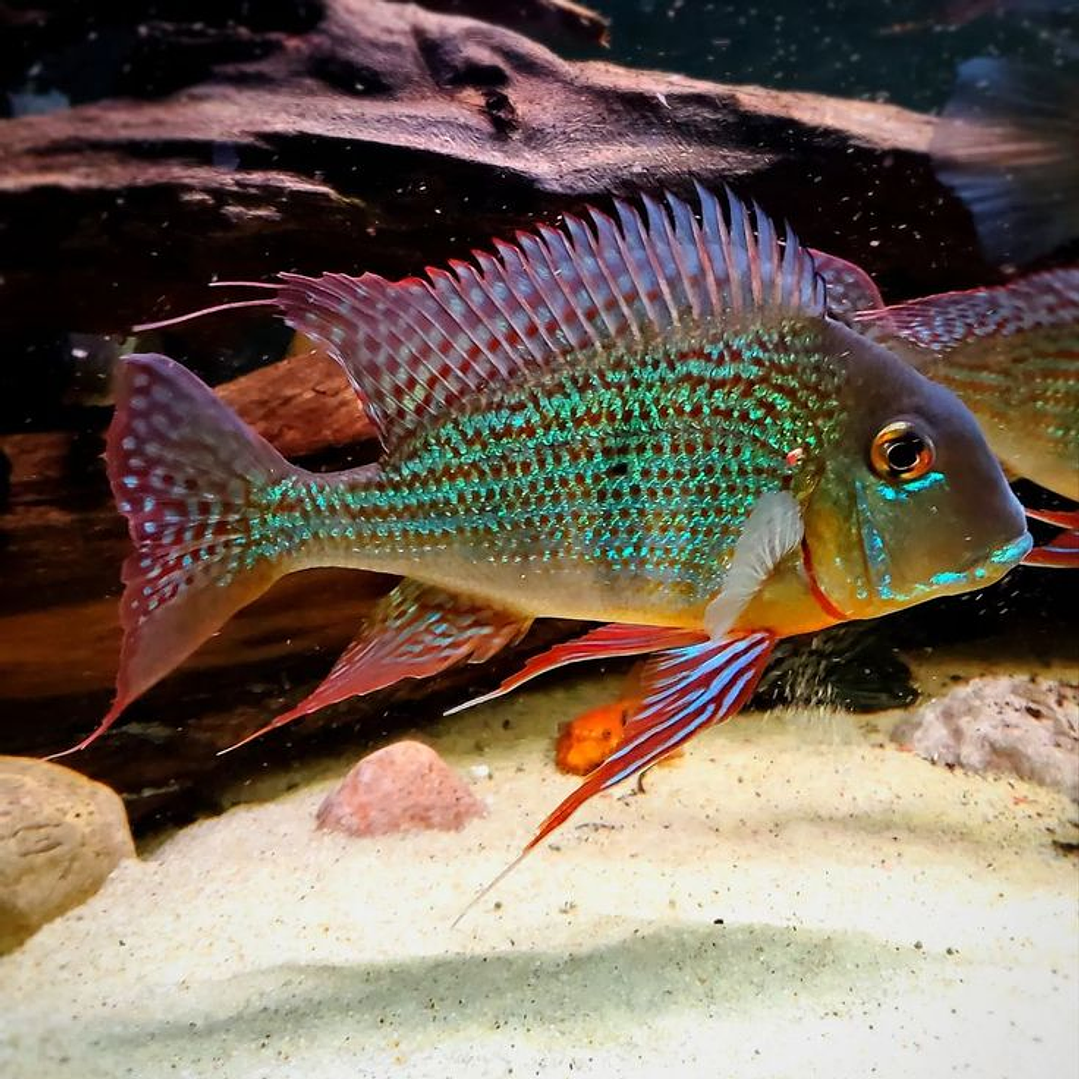  Geophagus Surinamensis 1