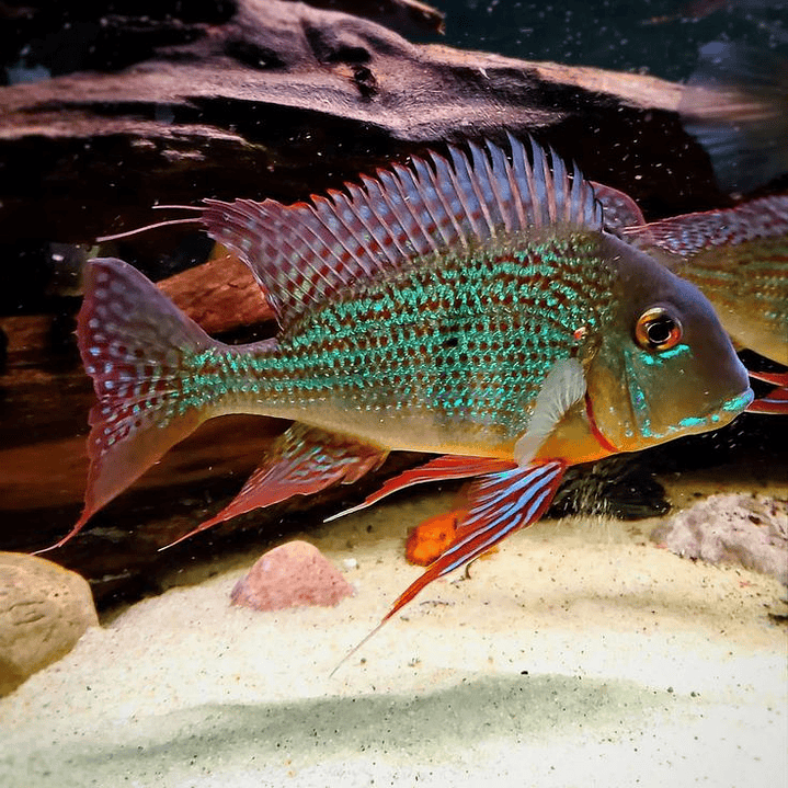  Geophagus Surinamensis 1