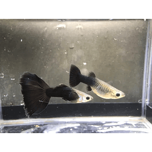 Guppy Negro