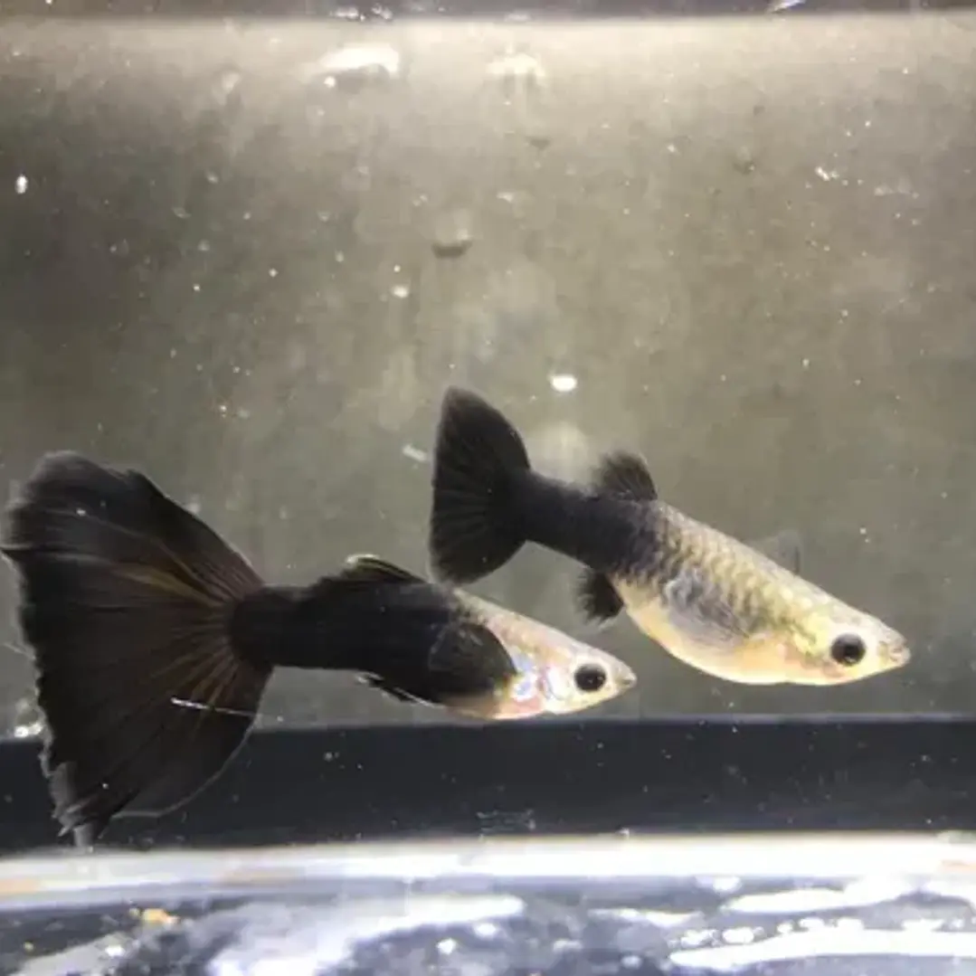 Guppy Negro 1