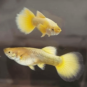 Guppy Fully Gold