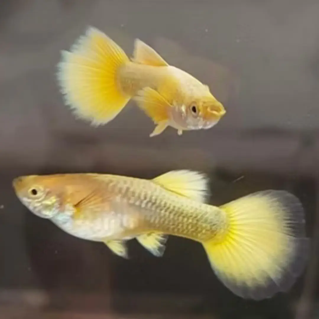 Guppy Fully Gold 1