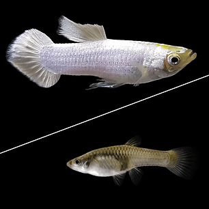 Guppy Velvet Branco