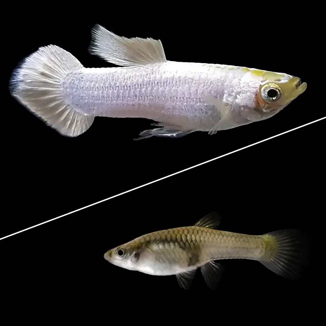 Guppy Velvet Branco 1