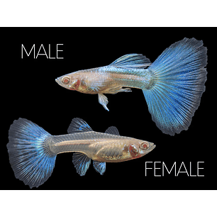 Guppy Azul Neon