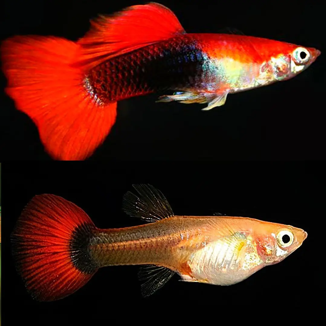 Guppy Vermelho Turquesa  1