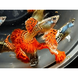 Guppy Cobra Vermelho