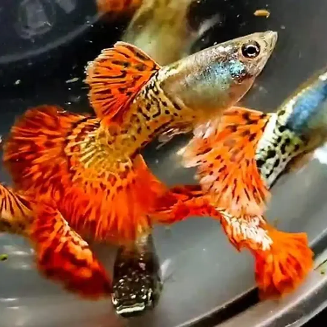 Guppy Cobra Vermelho 1