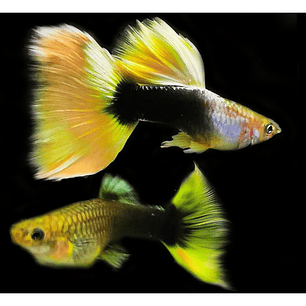 Guppy German Yellow