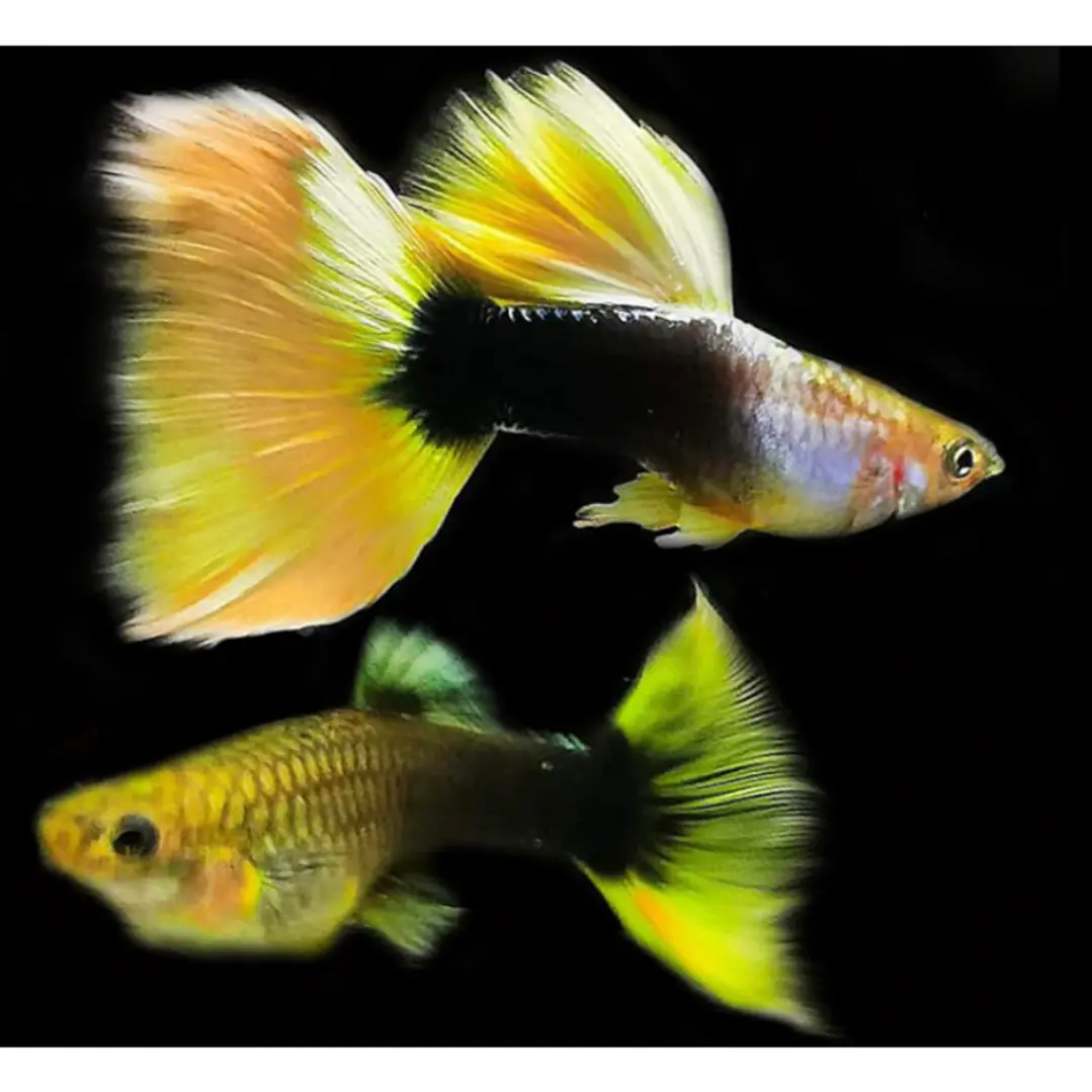 Guppy German Yellow 1