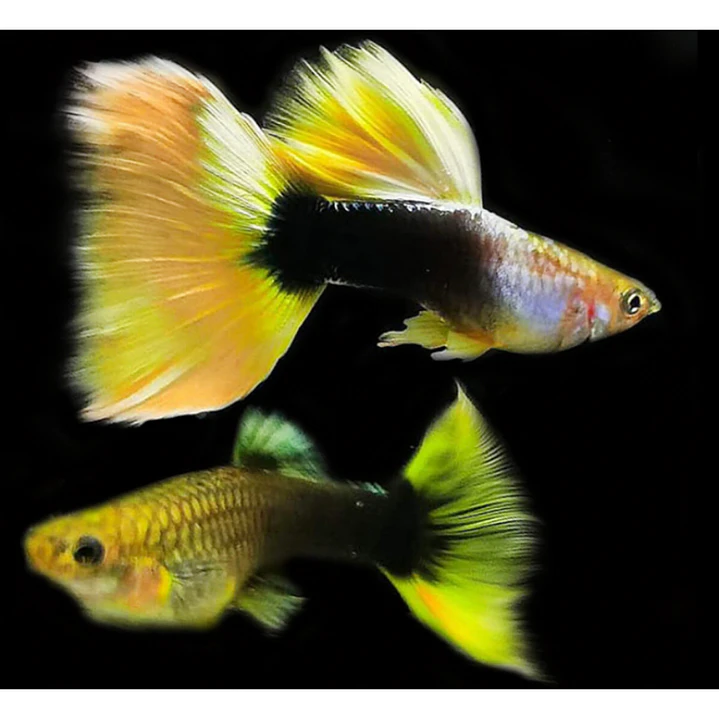 Guppy German Yellow 1