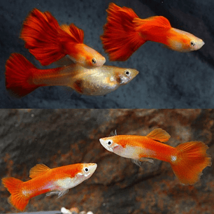 Guppy Golden Blond Red 