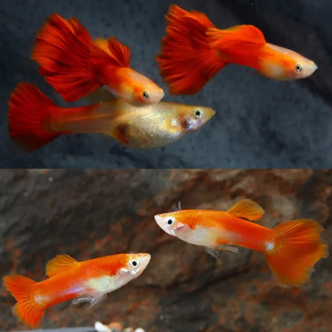 Guppy Golden Blond Red  1