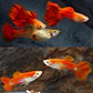 Guppy Golden Blond Red  - Thumbnail 1