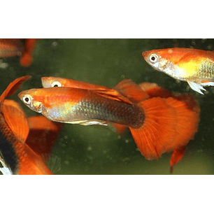 Guppy Tuxedo Golden Blond Red