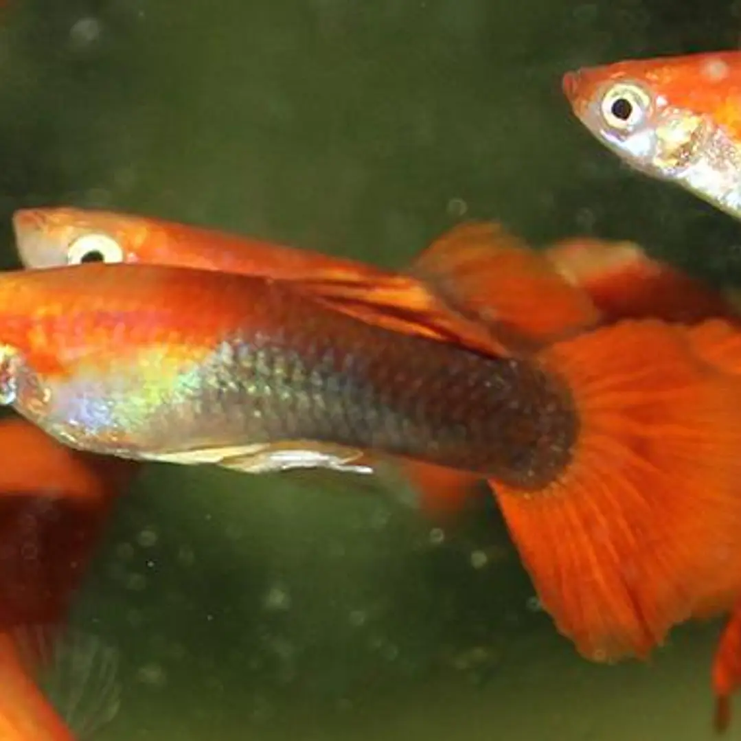 Guppy Tuxedo Golden Blond Red 1