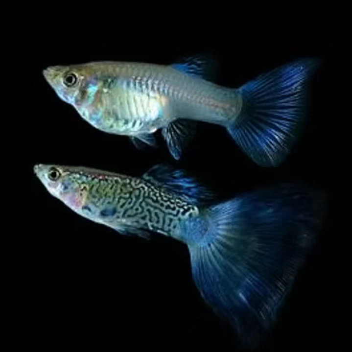 Guppy Blue Snakeskin  2