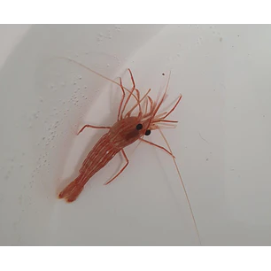 Lysmata Seticaudata