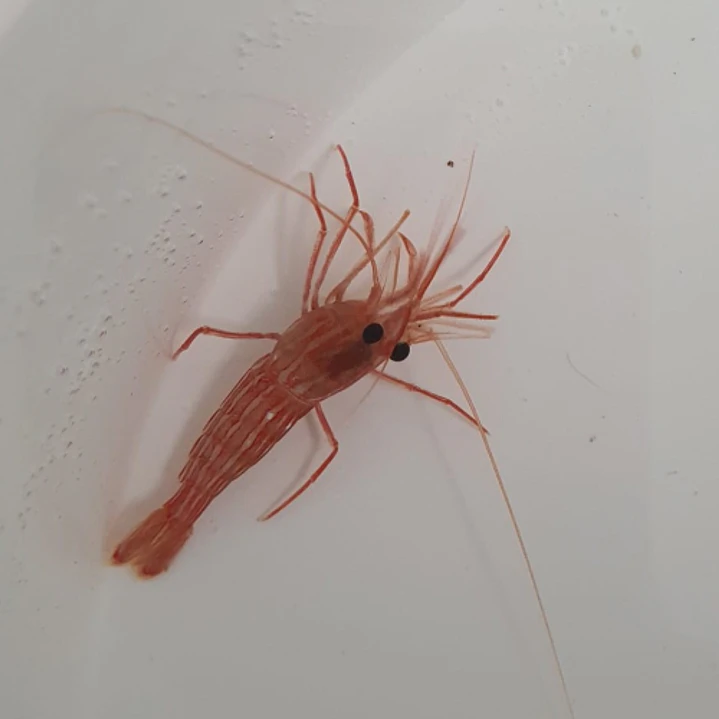 Lysmata Seticaudata 1