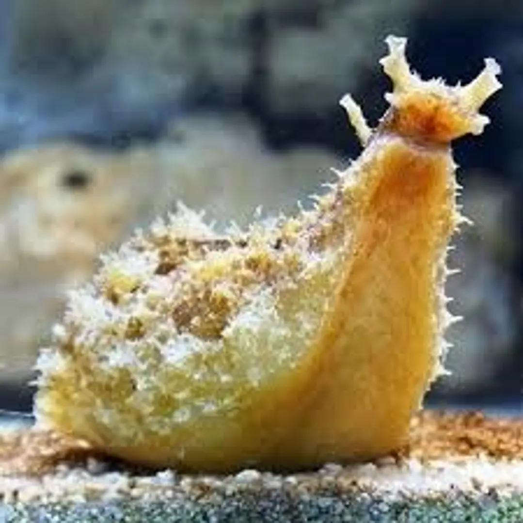 Dolabella Auricularia 1