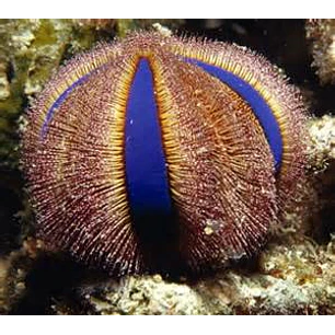 Mespilia Globulus