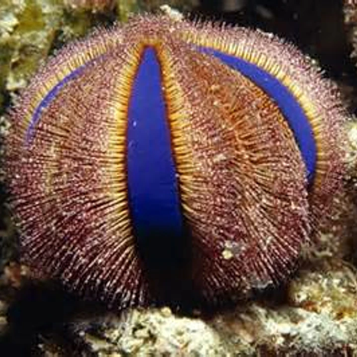 Mespilia Globulus 1