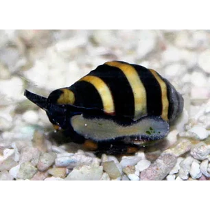 Engina Mendicaria 